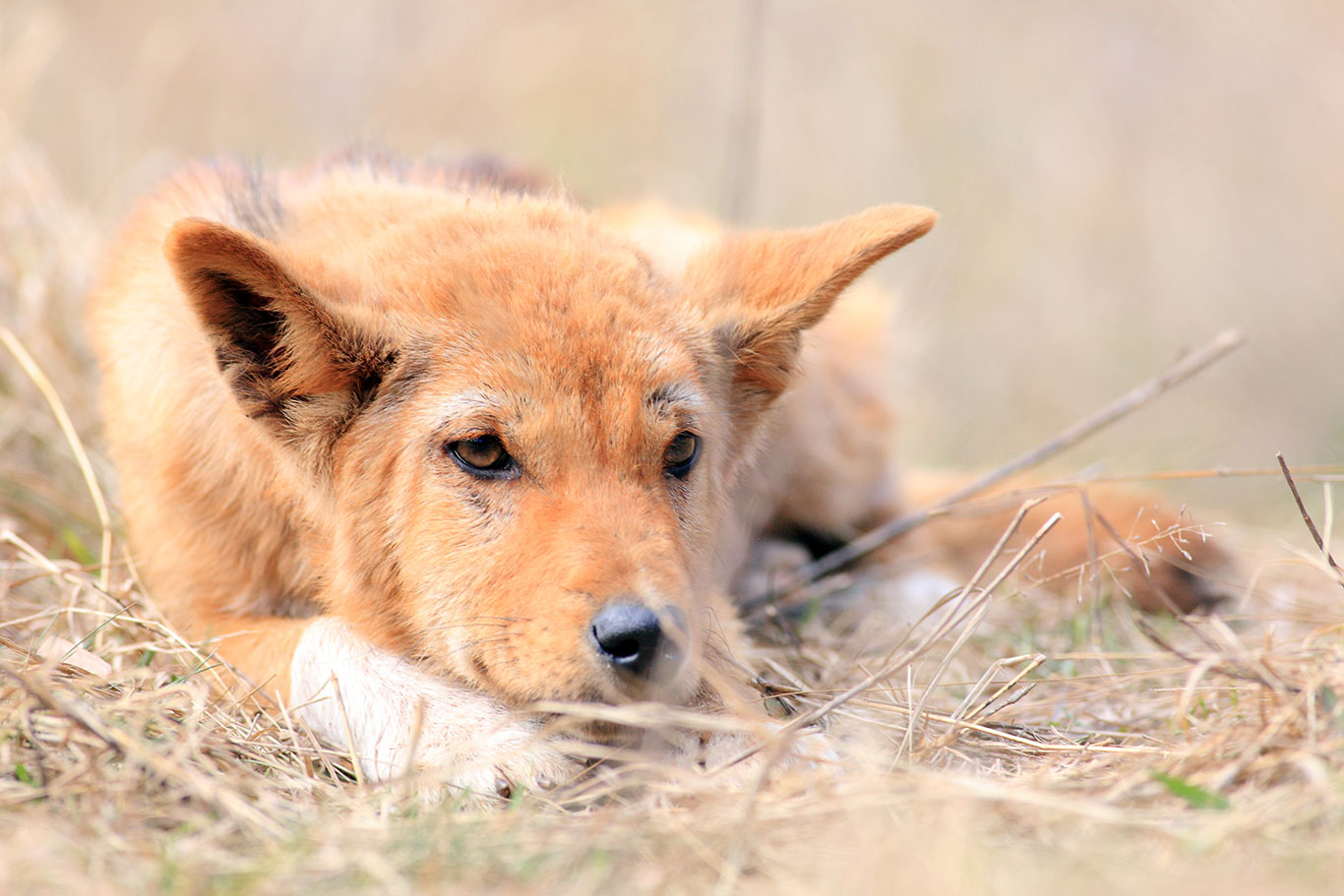 A dingo in its natural habitat